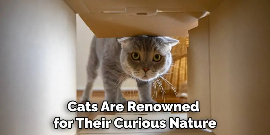 Cats Are Renowned for Their Curious Nature