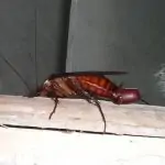 How to Kill Cockroaches in Kitchen